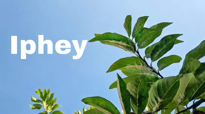 iphey